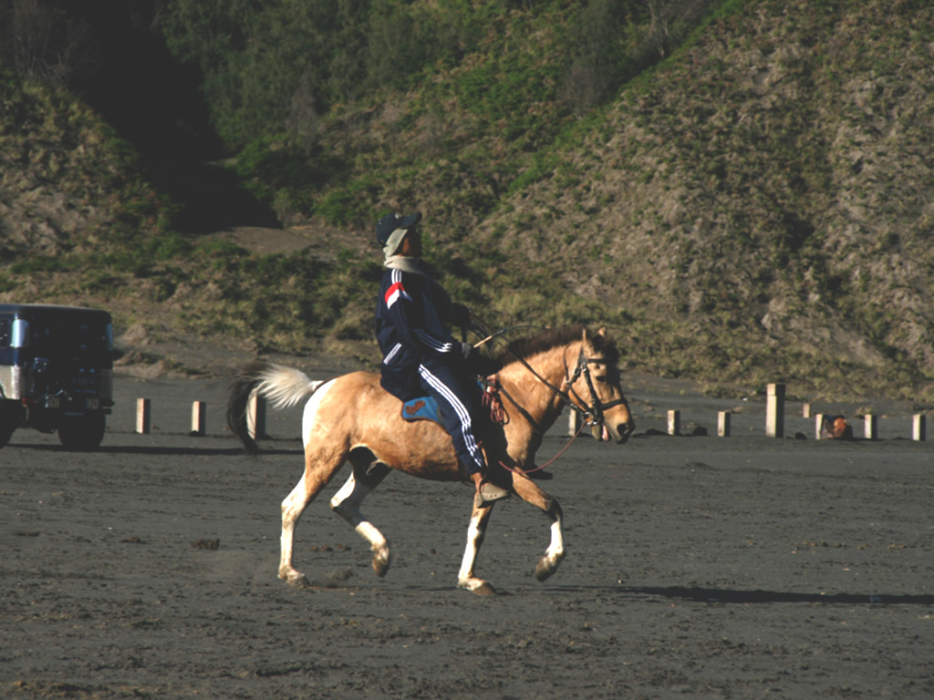 Horse transportation Bromo