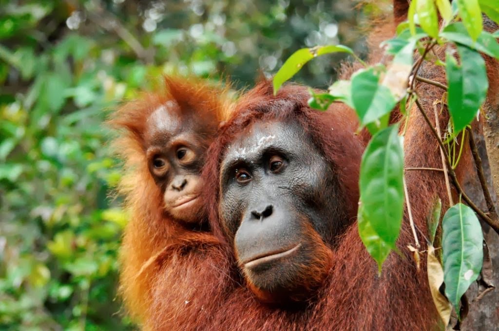 Orang Utan in Camp Leakey
