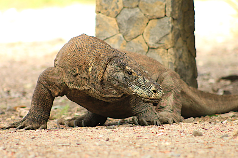 Komodo Dragon Tour Bali Tour