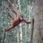Orang Utan Tour Bali Tour
