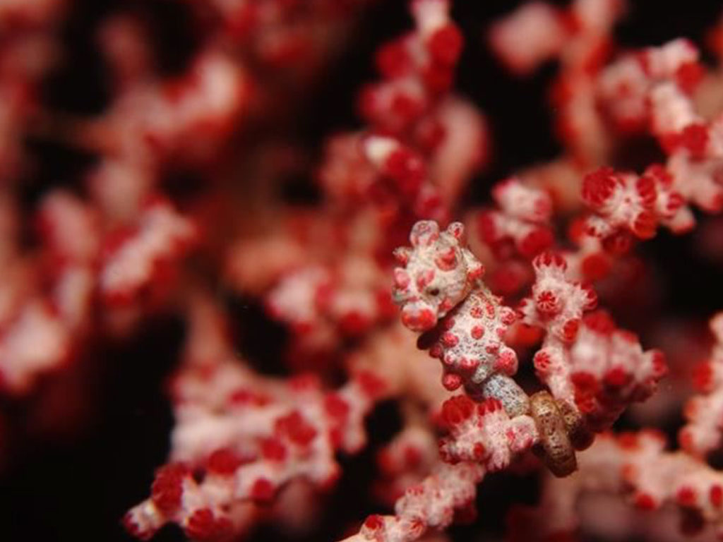 raja ampat gallery balitour12