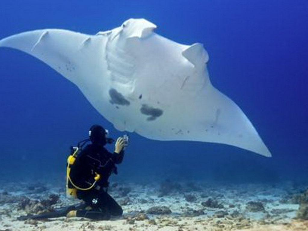 raja ampat gallery balitour14