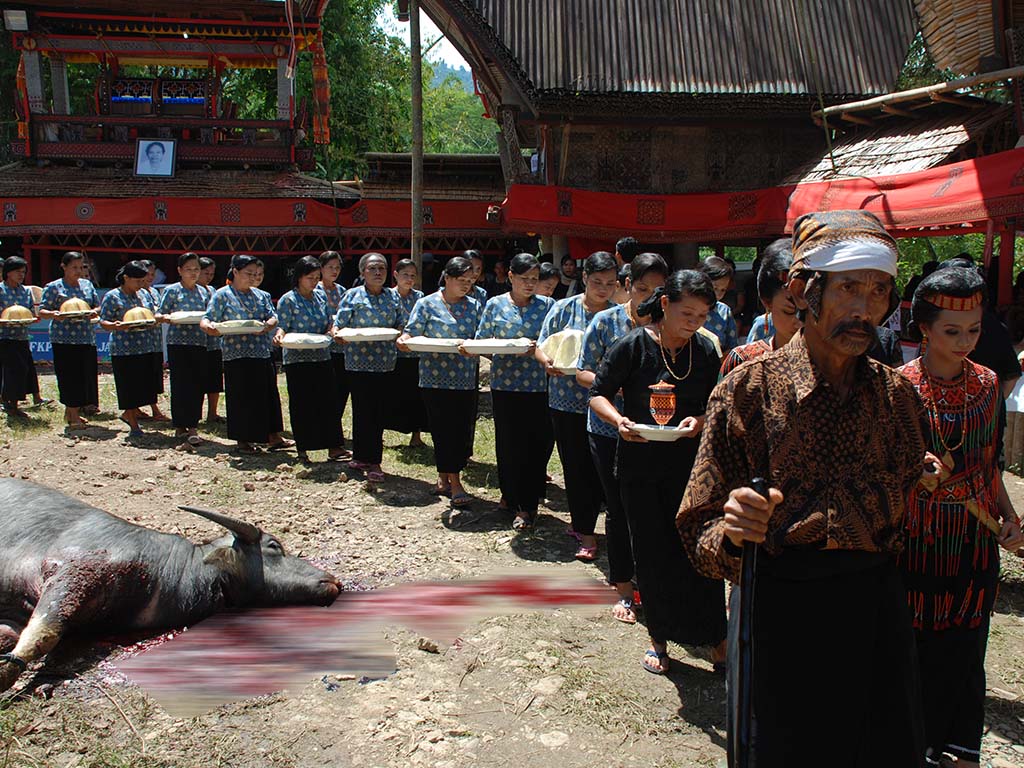 The Price of Passage: Understanding the Water Buffalo Ritual in Toraja