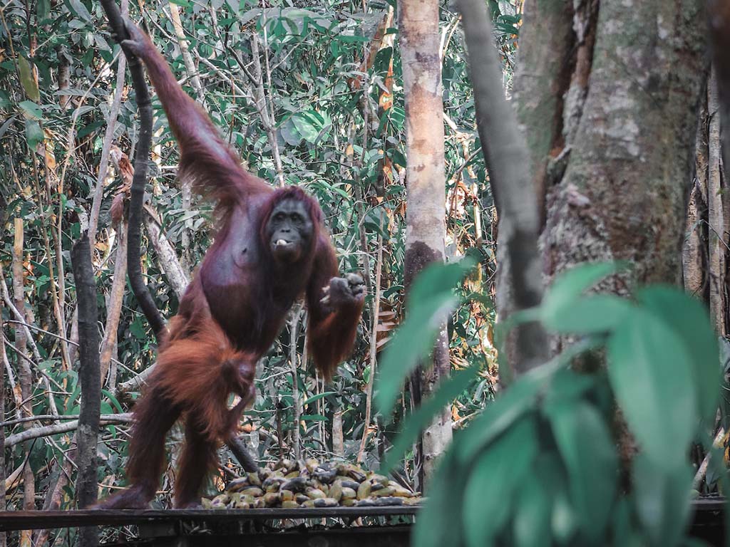 Orang Utan Photography By Bali Tour