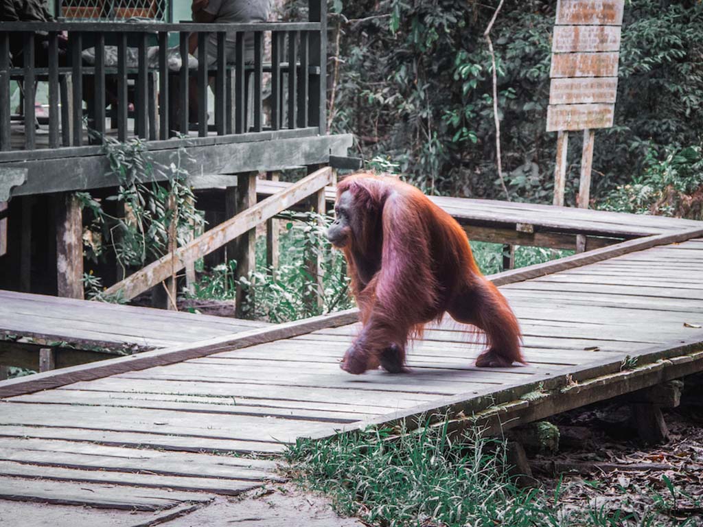 Orang Utan Kalimantan By Bali Tour